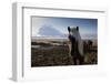 Icelandic Horses Near Ash Plume from Eyjafjallajokull Eruption-null-Framed Photographic Print