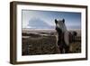 Icelandic Horses Near Ash Plume from Eyjafjallajokull Eruption-null-Framed Photographic Print