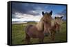 Icelandic horses, near Hofn, Hornafjordur mountains and glaciers behinD-Patrick Dieudonne-Framed Stretched Canvas