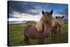 Icelandic horses, near Hofn, Hornafjordur mountains and glaciers behinD-Patrick Dieudonne-Stretched Canvas