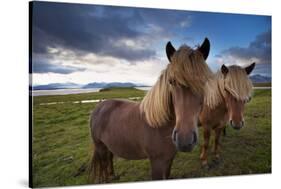 Icelandic horses, near Hofn, Hornafjordur mountains and glaciers behinD-Patrick Dieudonne-Stretched Canvas