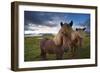 Icelandic horses, near Hofn, Hornafjordur mountains and glaciers behinD-Patrick Dieudonne-Framed Photographic Print