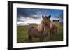 Icelandic horses, near Hofn, Hornafjordur mountains and glaciers behinD-Patrick Dieudonne-Framed Photographic Print