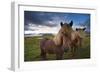Icelandic horses, near Hofn, Hornafjordur mountains and glaciers behinD-Patrick Dieudonne-Framed Photographic Print