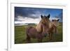 Icelandic horses, near Hofn, Hornafjordur mountains and glaciers behinD-Patrick Dieudonne-Framed Photographic Print