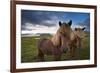 Icelandic horses, near Hofn, Hornafjordur mountains and glaciers behinD-Patrick Dieudonne-Framed Photographic Print