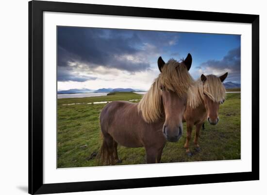 Icelandic horses, near Hofn, Hornafjordur mountains and glaciers behinD-Patrick Dieudonne-Framed Photographic Print