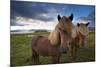 Icelandic horses, near Hofn, Hornafjordur mountains and glaciers behinD-Patrick Dieudonne-Mounted Photographic Print