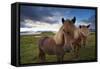 Icelandic horses, near Hofn, Hornafjordur mountains and glaciers behinD-Patrick Dieudonne-Framed Stretched Canvas