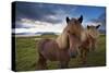 Icelandic horses, near Hofn, Hornafjordur mountains and glaciers behinD-Patrick Dieudonne-Stretched Canvas
