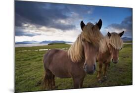 Icelandic horses, near Hofn, Hornafjordur mountains and glaciers behinD-Patrick Dieudonne-Mounted Photographic Print