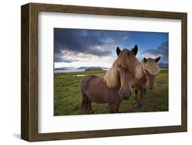 Icelandic horses, near Hofn, Hornafjordur mountains and glaciers behinD-Patrick Dieudonne-Framed Photographic Print