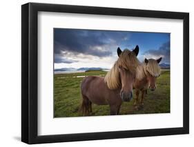 Icelandic horses, near Hofn, Hornafjordur mountains and glaciers behinD-Patrick Dieudonne-Framed Photographic Print