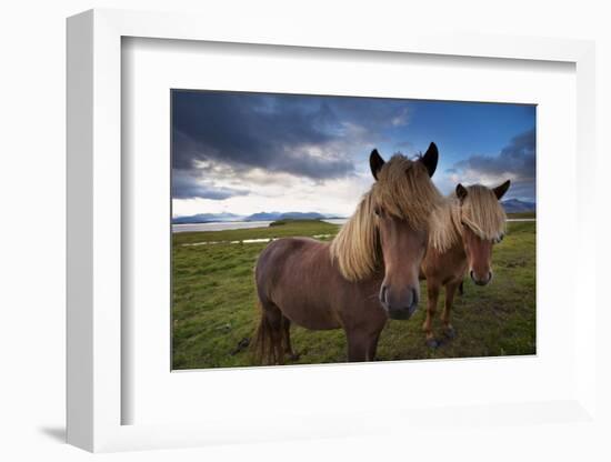 Icelandic horses, near Hofn, Hornafjordur mountains and glaciers behinD-Patrick Dieudonne-Framed Photographic Print