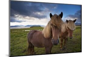 Icelandic horses, near Hofn, Hornafjordur mountains and glaciers behinD-Patrick Dieudonne-Mounted Photographic Print