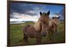 Icelandic horses, near Hofn, Hornafjordur mountains and glaciers behinD-Patrick Dieudonne-Framed Photographic Print