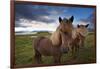 Icelandic horses, near Hofn, Hornafjordur mountains and glaciers behinD-Patrick Dieudonne-Framed Photographic Print