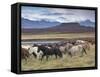 Icelandic Horses Near Snorrastadir, Eldborg Volcano-Patrick Dieudonne-Framed Stretched Canvas