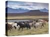 Icelandic Horses Near Snorrastadir, Eldborg Volcano-Patrick Dieudonne-Stretched Canvas