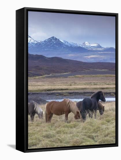 Icelandic Horses Near Snorrastadir, Snow-Covered Peaks of Ljosufjoll Behind-Patrick Dieudonne-Framed Stretched Canvas