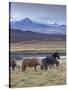 Icelandic Horses Near Snorrastadir, Snow-Covered Peaks of Ljosufjoll Behind-Patrick Dieudonne-Stretched Canvas