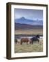 Icelandic Horses Near Snorrastadir, Snow-Covered Peaks of Ljosufjoll Behind-Patrick Dieudonne-Framed Photographic Print