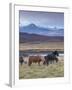 Icelandic Horses Near Snorrastadir, Snow-Covered Peaks of Ljosufjoll Behind-Patrick Dieudonne-Framed Photographic Print