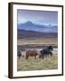 Icelandic Horses Near Snorrastadir, Snow-Covered Peaks of Ljosufjoll Behind-Patrick Dieudonne-Framed Photographic Print