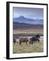 Icelandic Horses Near Snorrastadir, Snow-Covered Peaks of Ljosufjoll Behind-Patrick Dieudonne-Framed Photographic Print