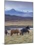 Icelandic Horses Near Snorrastadir, Snow-Covered Peaks of Ljosufjoll Behind-Patrick Dieudonne-Mounted Photographic Print