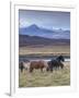 Icelandic Horses Near Snorrastadir, Snow-Covered Peaks of Ljosufjoll Behind-Patrick Dieudonne-Framed Photographic Print