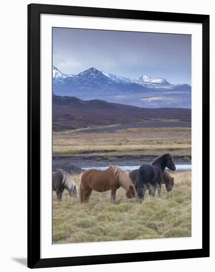 Icelandic Horses Near Snorrastadir, Snow-Covered Peaks of Ljosufjoll Behind-Patrick Dieudonne-Framed Photographic Print