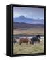 Icelandic Horses Near Snorrastadir, Snow-Covered Peaks of Ljosufjoll Behind-Patrick Dieudonne-Framed Stretched Canvas