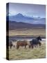 Icelandic Horses Near Snorrastadir, Snow-Covered Peaks of Ljosufjoll Behind-Patrick Dieudonne-Stretched Canvas