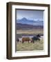 Icelandic Horses Near Snorrastadir, Snow-Covered Peaks of Ljosufjoll Behind-Patrick Dieudonne-Framed Photographic Print