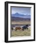 Icelandic Horses Near Snorrastadir, Snow-Covered Peaks of Ljosufjoll Behind-Patrick Dieudonne-Framed Photographic Print