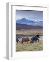 Icelandic Horses Near Snorrastadir, Snow-Covered Peaks of Ljosufjoll Behind-Patrick Dieudonne-Framed Photographic Print