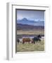 Icelandic Horses Near Snorrastadir, Snow-Covered Peaks of Ljosufjoll Behind-Patrick Dieudonne-Framed Photographic Print