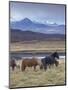 Icelandic Horses Near Snorrastadir, Snow-Covered Peaks of Ljosufjoll Behind-Patrick Dieudonne-Mounted Photographic Print