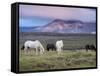 Icelandic Horses, Near Stykkisholmur, Snaefellsness Peninsula, West Iceland, Iceland, Polar Regions-Patrick Dieudonne-Framed Stretched Canvas