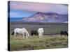 Icelandic Horses, Near Stykkisholmur, Snaefellsness Peninsula, West Iceland, Iceland, Polar Regions-Patrick Dieudonne-Stretched Canvas