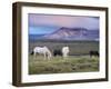 Icelandic Horses, Near Stykkisholmur, Snaefellsness Peninsula, West Iceland, Iceland, Polar Regions-Patrick Dieudonne-Framed Photographic Print