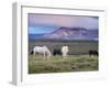 Icelandic Horses, Near Stykkisholmur, Snaefellsness Peninsula, West Iceland, Iceland, Polar Regions-Patrick Dieudonne-Framed Photographic Print