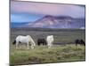 Icelandic Horses, Near Stykkisholmur, Snaefellsness Peninsula, West Iceland, Iceland, Polar Regions-Patrick Dieudonne-Mounted Photographic Print