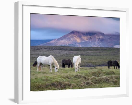 Icelandic Horses, Near Stykkisholmur, Snaefellsness Peninsula, West Iceland, Iceland, Polar Regions-Patrick Dieudonne-Framed Photographic Print