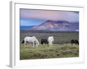 Icelandic Horses, Near Stykkisholmur, Snaefellsness Peninsula, West Iceland, Iceland, Polar Regions-Patrick Dieudonne-Framed Photographic Print