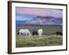 Icelandic Horses, Near Stykkisholmur, Snaefellsness Peninsula, West Iceland, Iceland, Polar Regions-Patrick Dieudonne-Framed Photographic Print