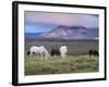Icelandic Horses, Near Stykkisholmur, Snaefellsness Peninsula, West Iceland, Iceland, Polar Regions-Patrick Dieudonne-Framed Photographic Print