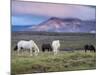 Icelandic Horses, Near Stykkisholmur, Snaefellsness Peninsula, West Iceland, Iceland, Polar Regions-Patrick Dieudonne-Mounted Photographic Print