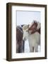 Icelandic Horses outside during a winter snow storm, Iceland-Panoramic Images-Framed Photographic Print